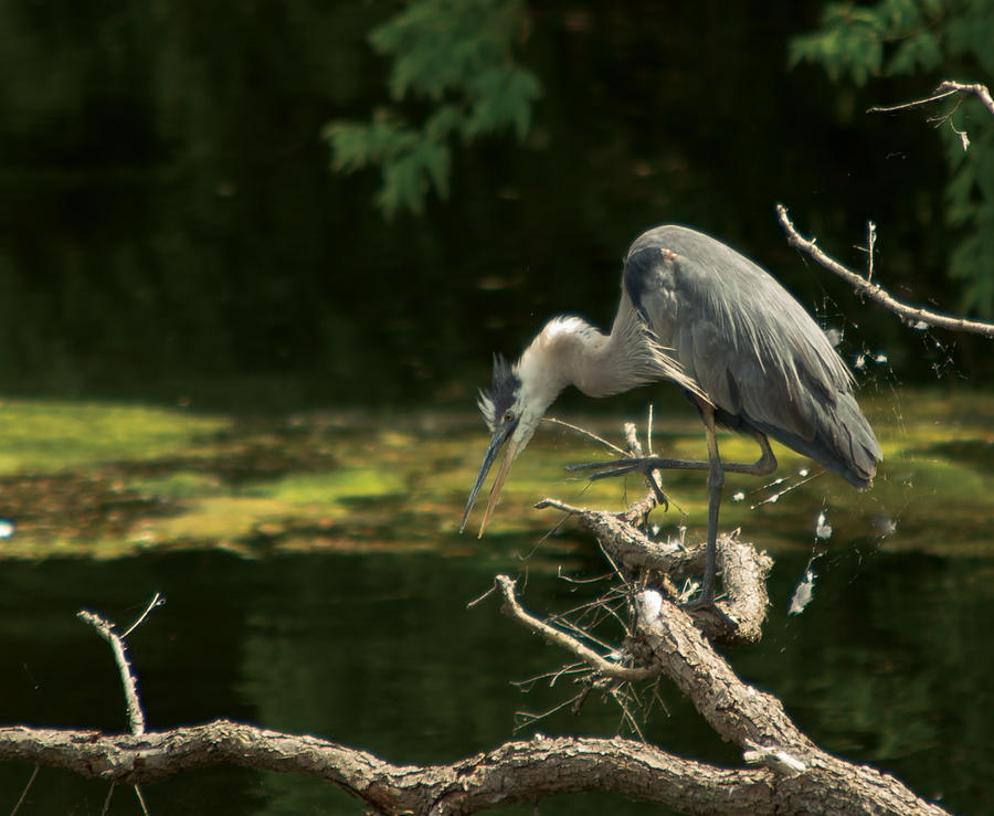 Great Blue Heron #3 Photograph by Josef Pittner