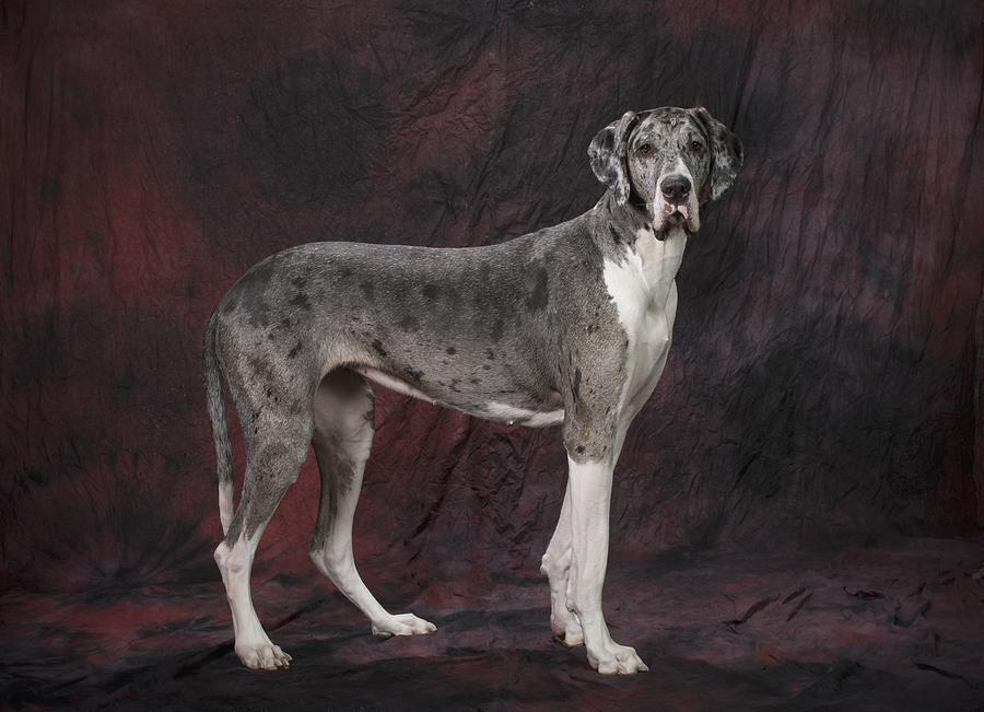 Great Dane Dog #3 Photograph by Corey Hochachka