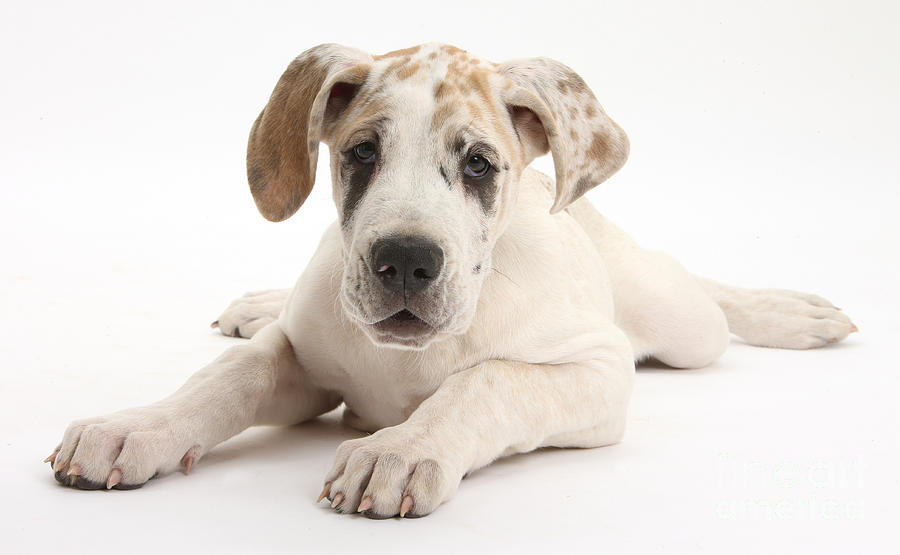 Great Dane Pup #3 Photograph by Mark Taylor