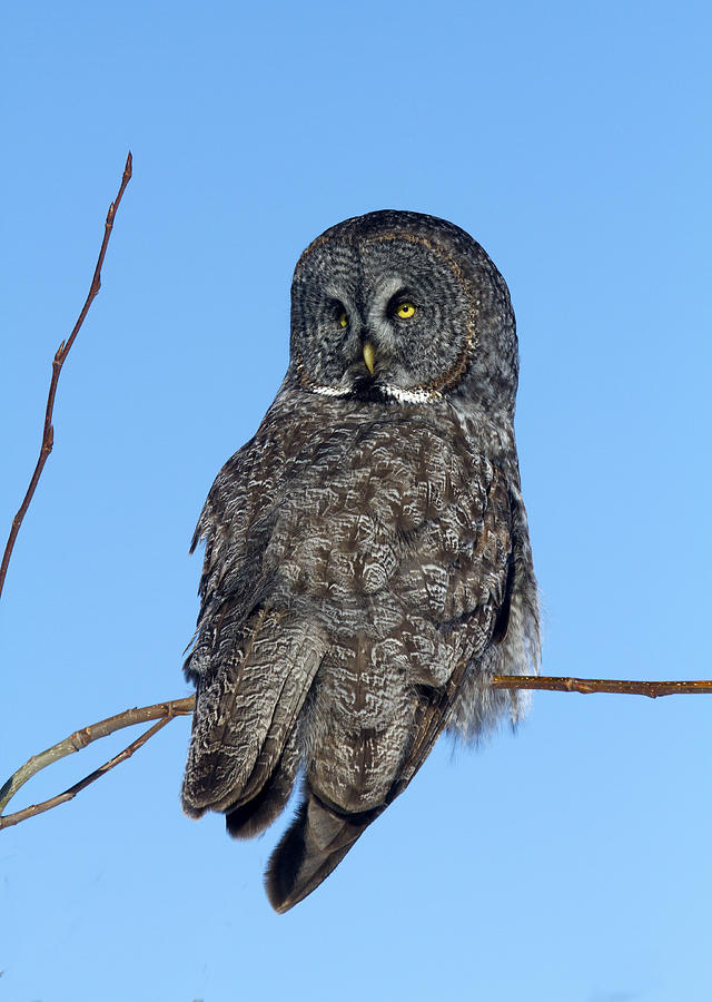 Owl Photograph - Great Gray Owl #3 by Doug Lloyd