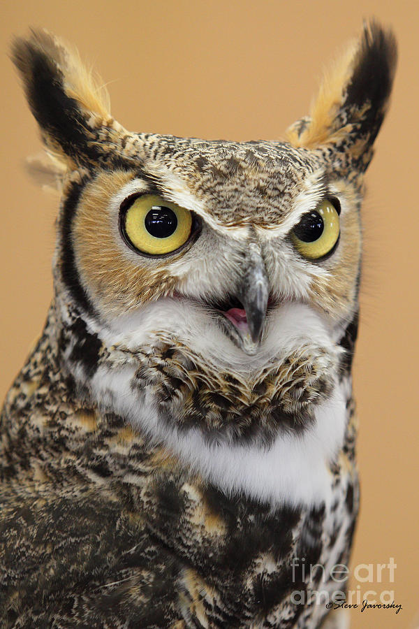 Great Horned Owl #3 Photograph by Steve Javorsky