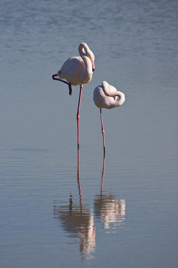 Greater Flamingo Phoenicopterus Ruber #3 Photograph by Konrad Wothe