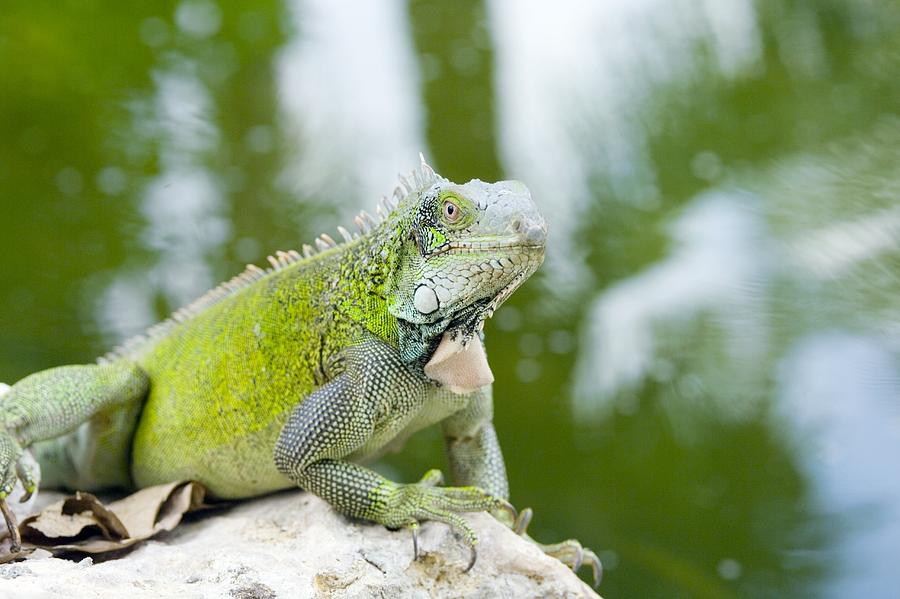 Green Iguana Photograph by Georgette Douwma