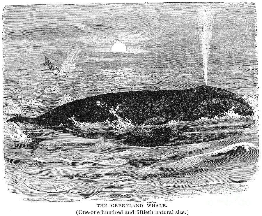 Greenland Whale #3 Photograph by Granger Greenland Whale #3 Photograph by Granger