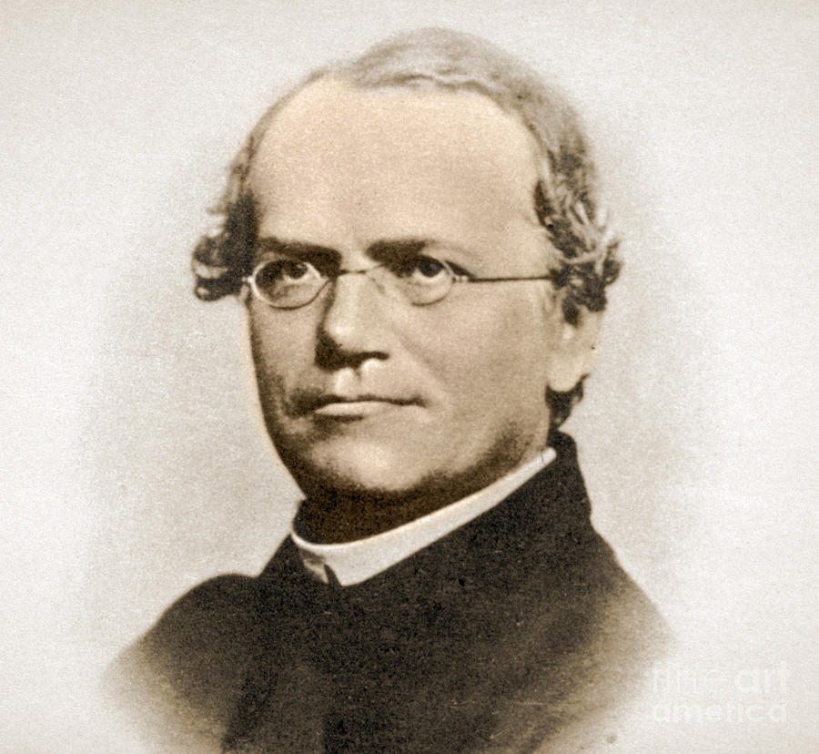 Gregor Mendel, Father Of Genetics by Science Source