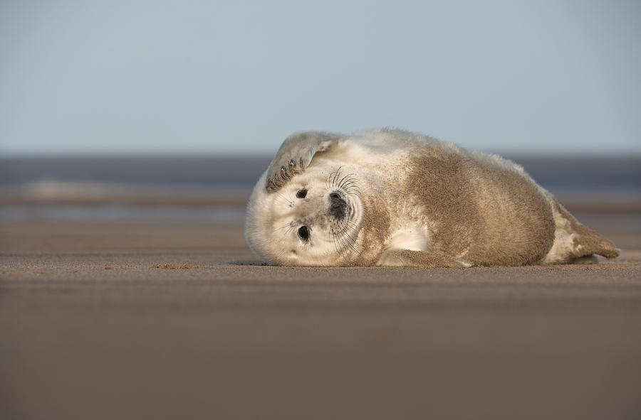 Grey Seal Pup #3 Photograph by Andy Astbury