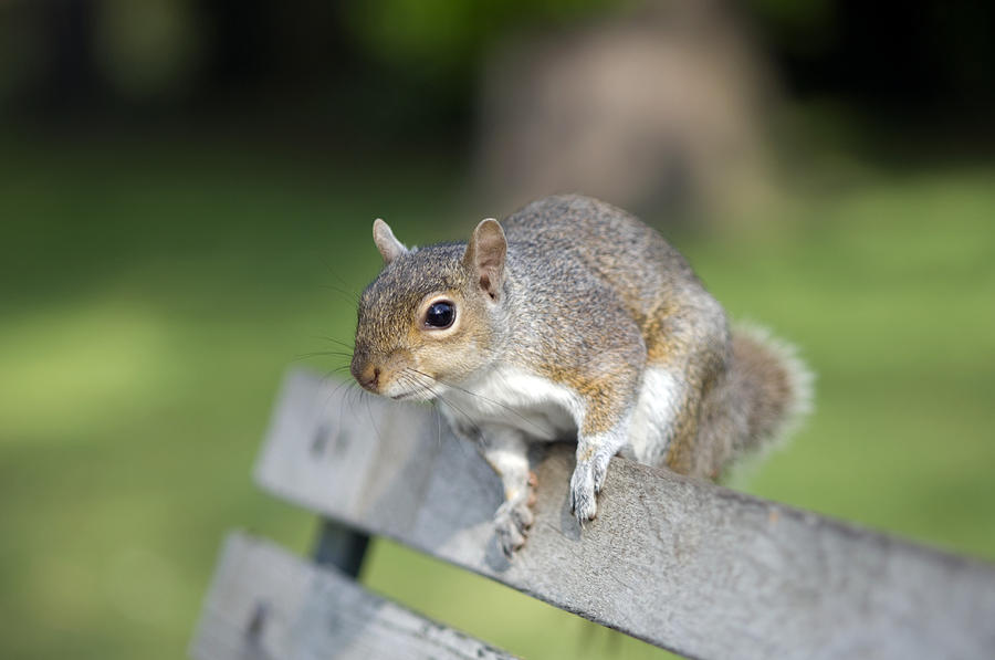 Wildlife Photograph - Grey Squirrel #3 by Georgette Douwma