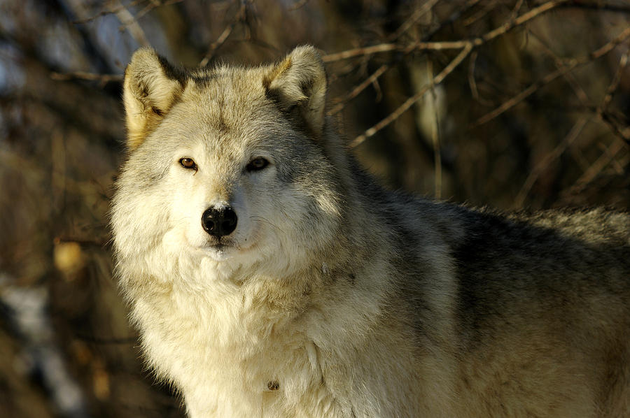 Grey Wolf Canis Lupus In Ecomuseum Zoo #3 Photograph by Steeve Marcoux