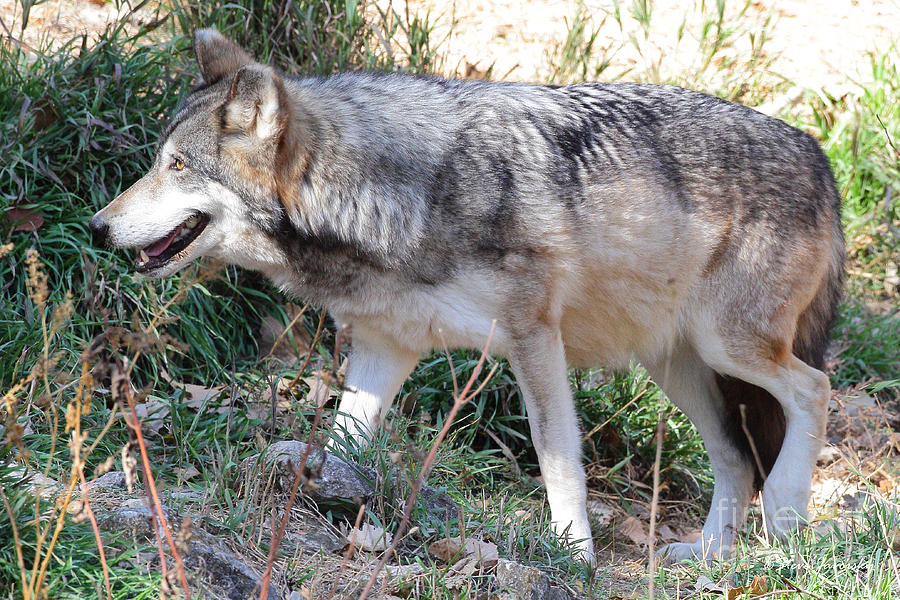 Grey Wolf #3 Photograph by Steve Javorsky