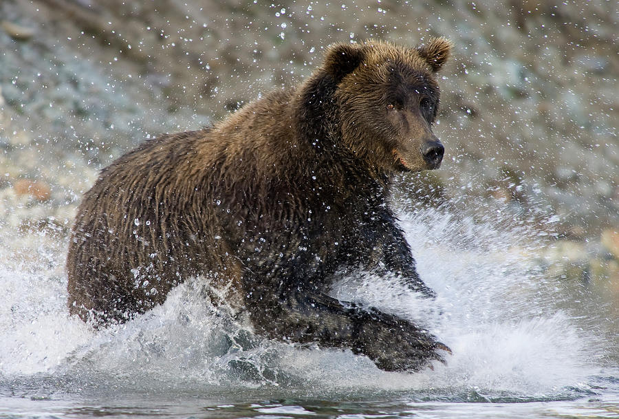 Grizzly Bear Ursus Arctos Horribilis #3 Photograph by Matthias Breiter