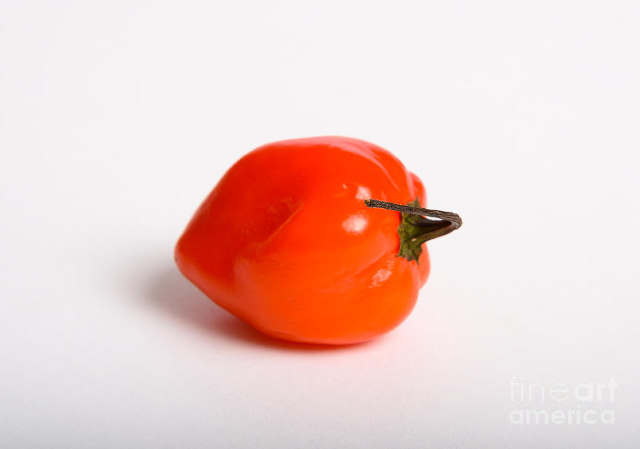 Habanero Chili Pepper #3 Photograph by Photo Researchers, Inc.