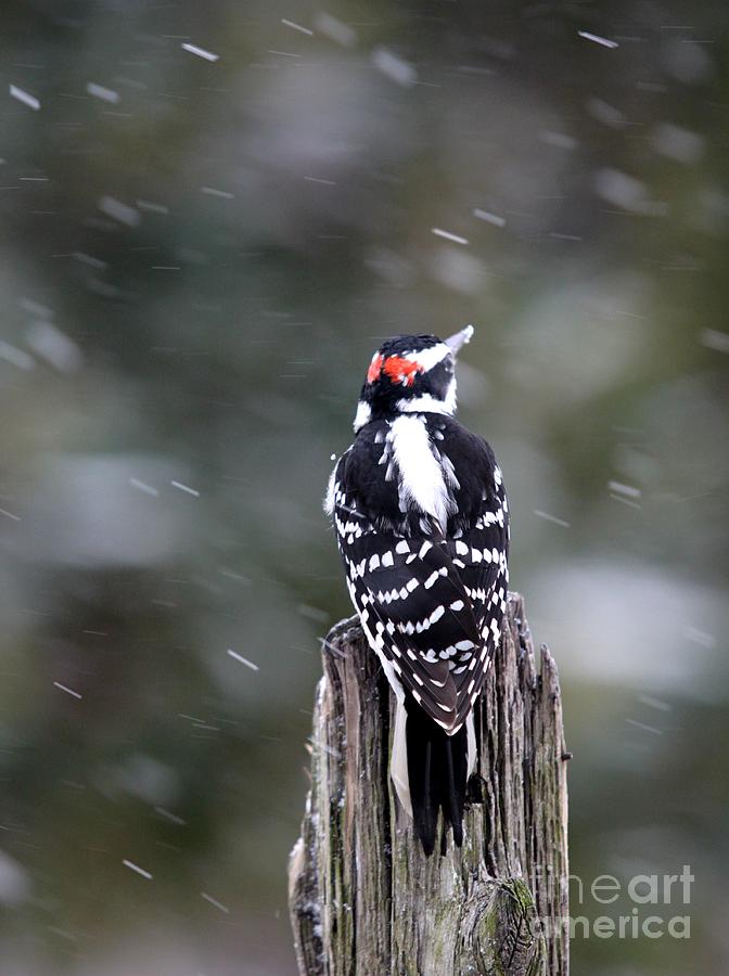 Hairy Woodpecker #3 Photograph by Jack R Brock
