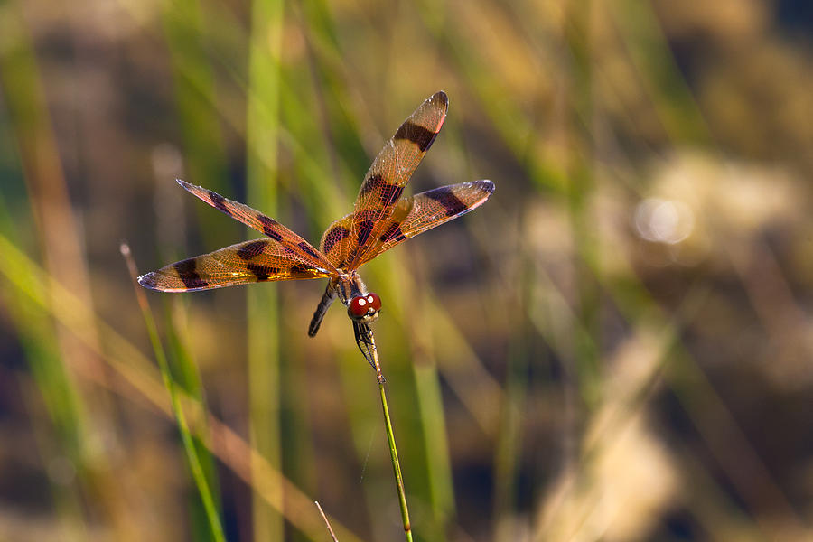 Halloween Pennant Dragonfly #3 Photograph by Ed Gleichman