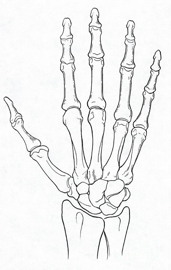 Blank Hand Bone Diagram