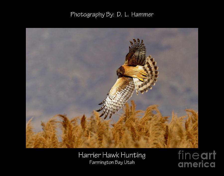 Harrier Hawk Hunting #3 Photograph by Dennis Hammer