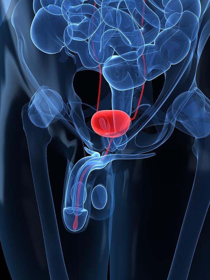 Healthy Prostate Gland Artwork Digital Art By Sciepro Fine Art America 4398