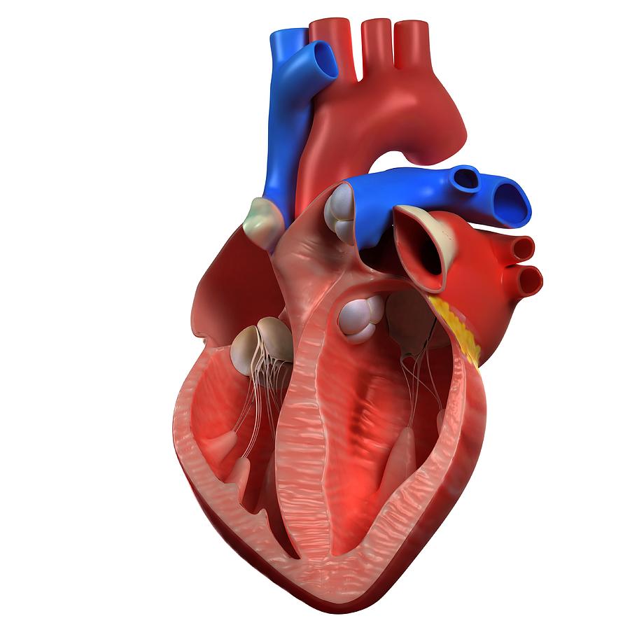 Heart Anatomy, Artwork #3 Digital Art by Sciepro