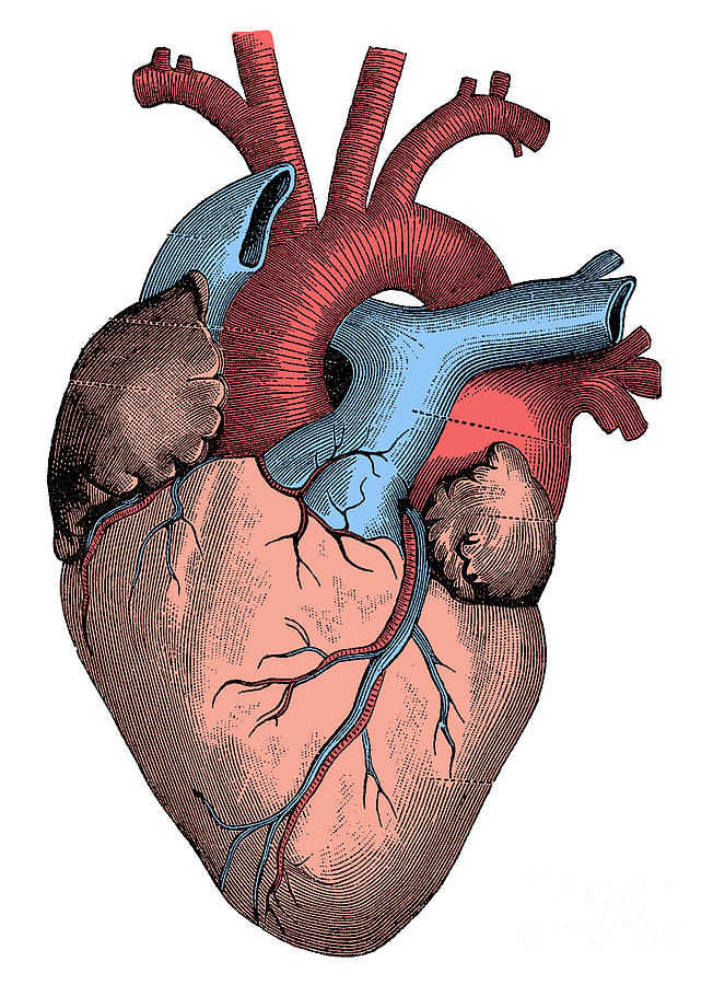 Heart #3 Photograph by Science Source