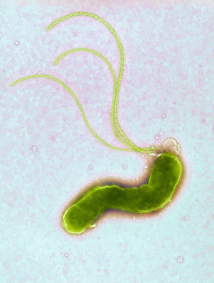 Helicobacter Pylori Photograph - Helicobacter Pylori Bacterium #3 by Nibsc