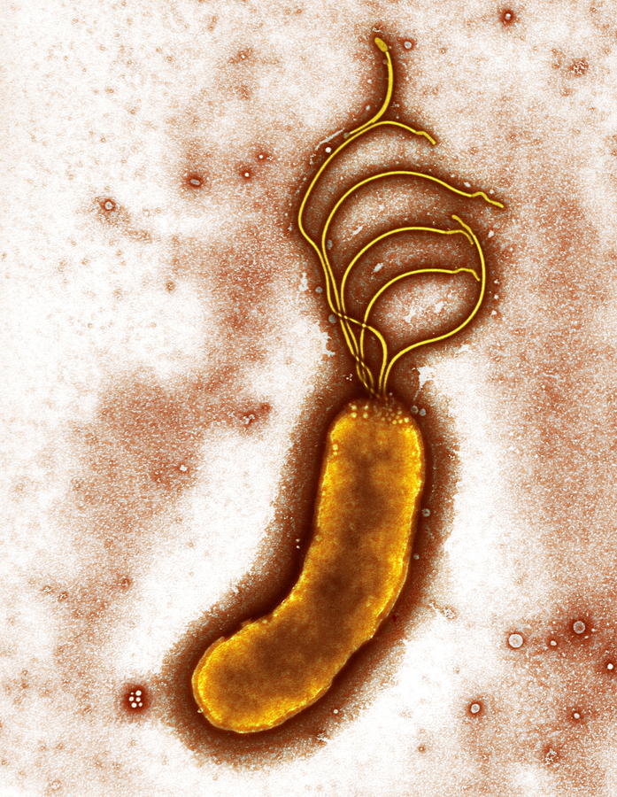 Helicobacter Pylori Photograph - Helicobacter Pylori Bacterium, Tem #3 by Biomedical Imaging Unit, Southampton General Hospital