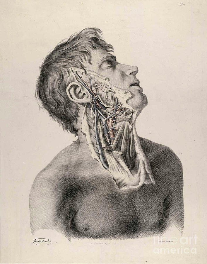 Historical Anatomical Illustration #3 Photograph by Science Source