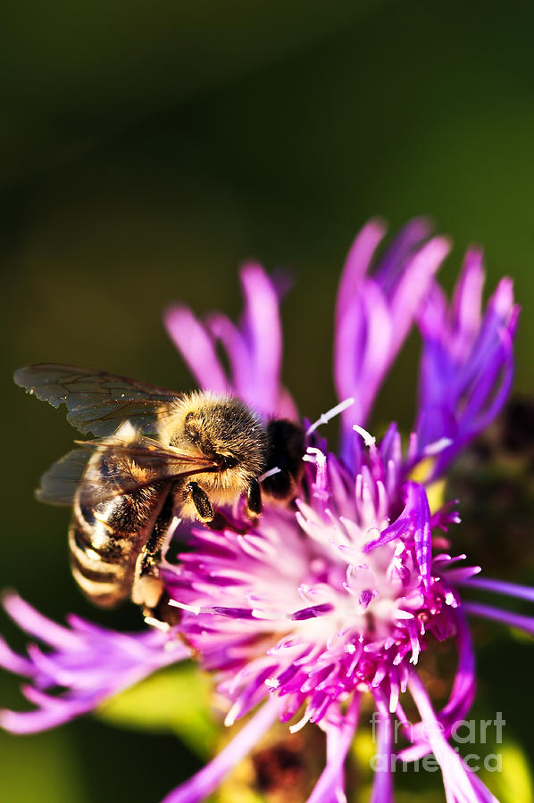 Insects Photograph - Honey bee by Elena Elisseeva