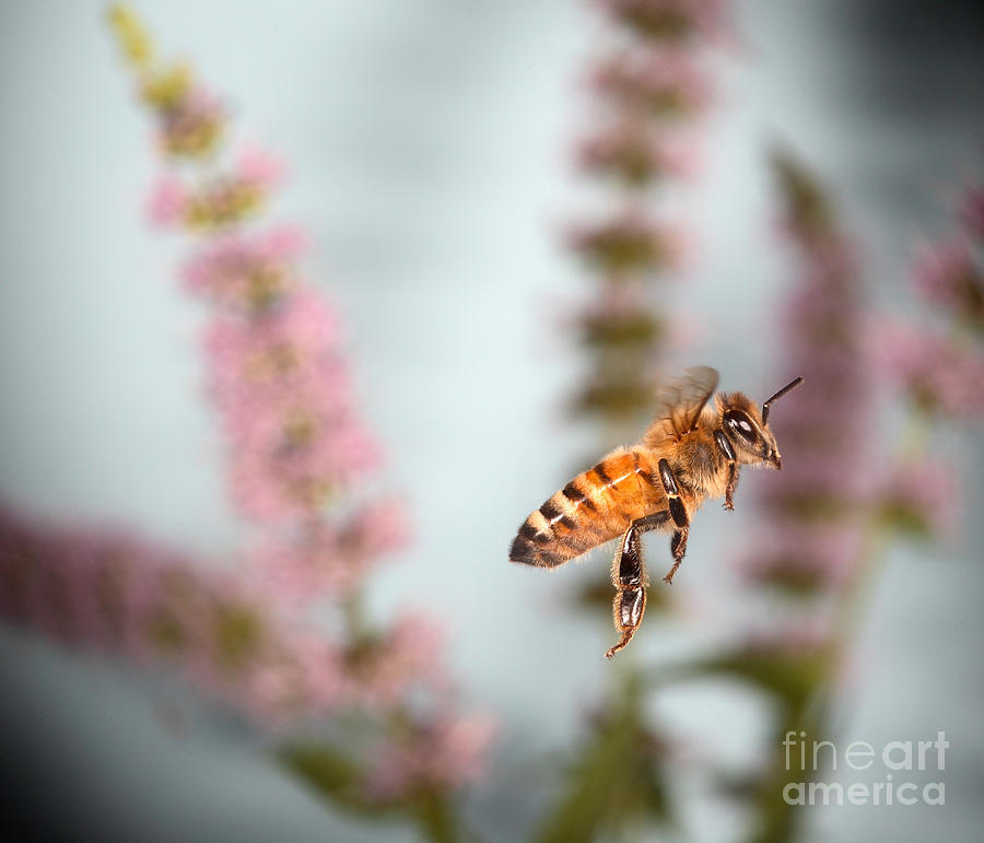 Animal Photograph - Honey Bee In Flight #3 by Ted Kinsman