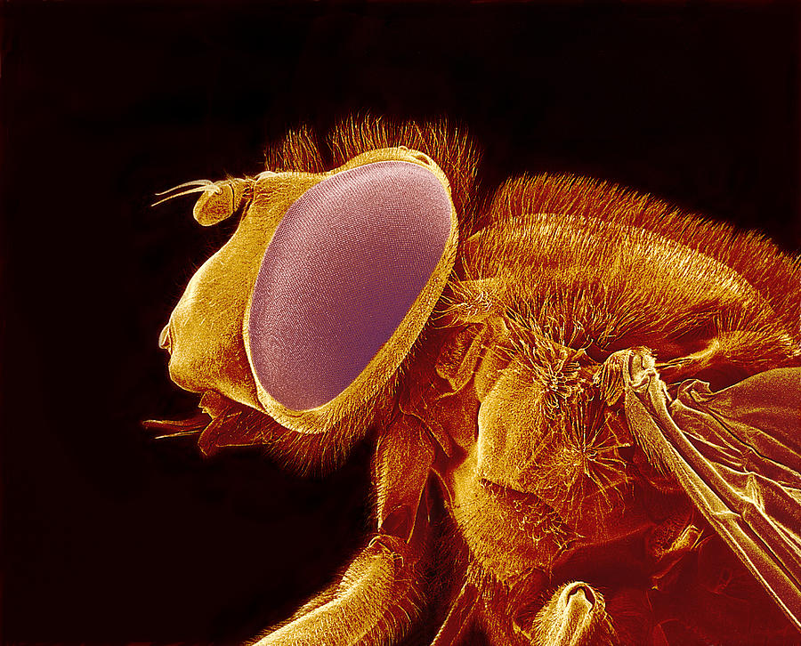 Horse Fly Nest