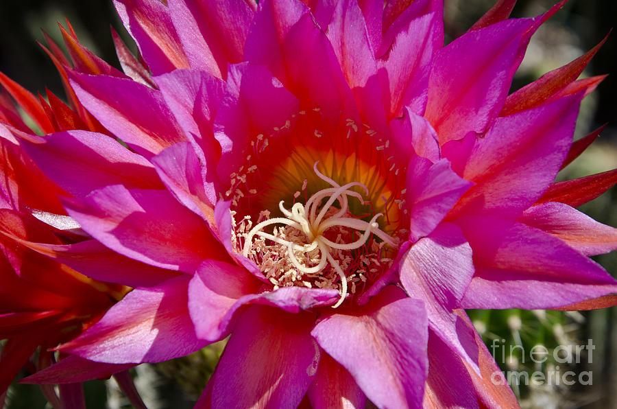 Hot pink cactus flower #3 Photograph by Jim And Emily Bush
