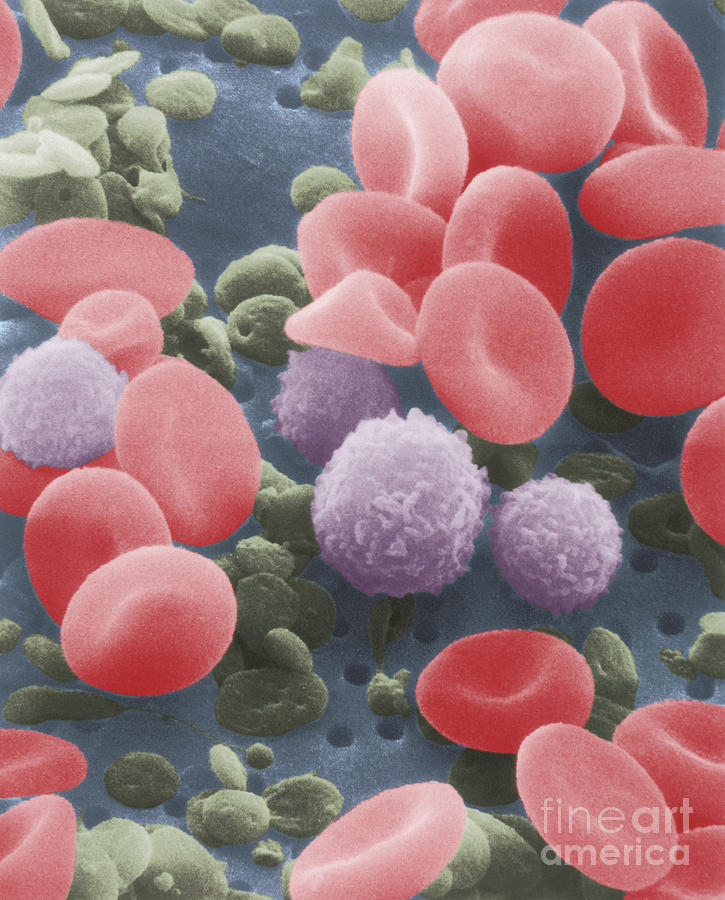 Human Blood Cells Photograph by NIH / Science Source - Fine Art America