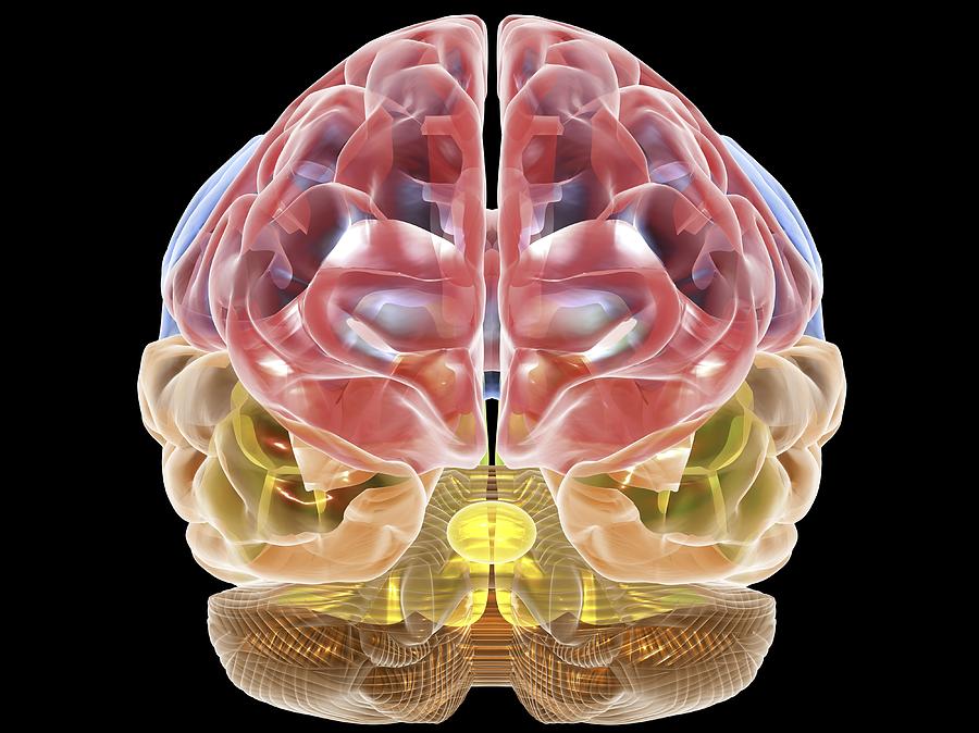 Human Brain Anatomy, Artwork #3 Digital Art by Pasieka