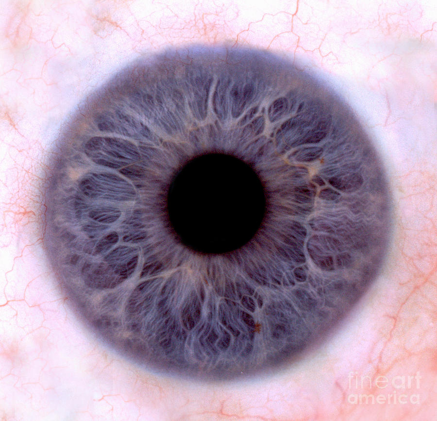 Human Eye #3 Photograph by Raul Gonzalez Perez