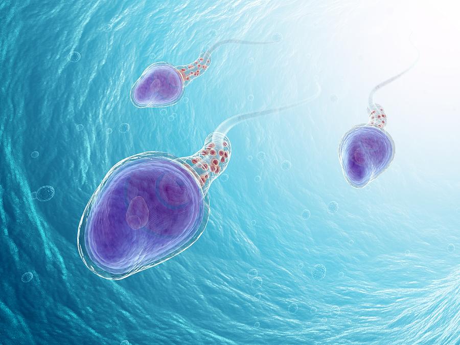 Human Sperm Cells, Artwork #3 Digital Art by Andrzej Wojcicki