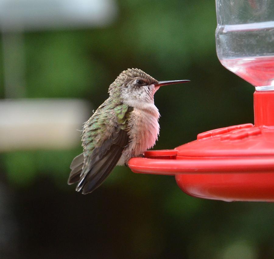 baby hummings birds