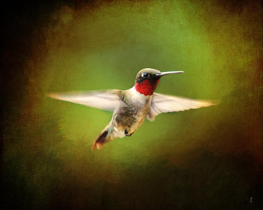 Hummingbird in Flight #3 Photograph by Jai Johnson