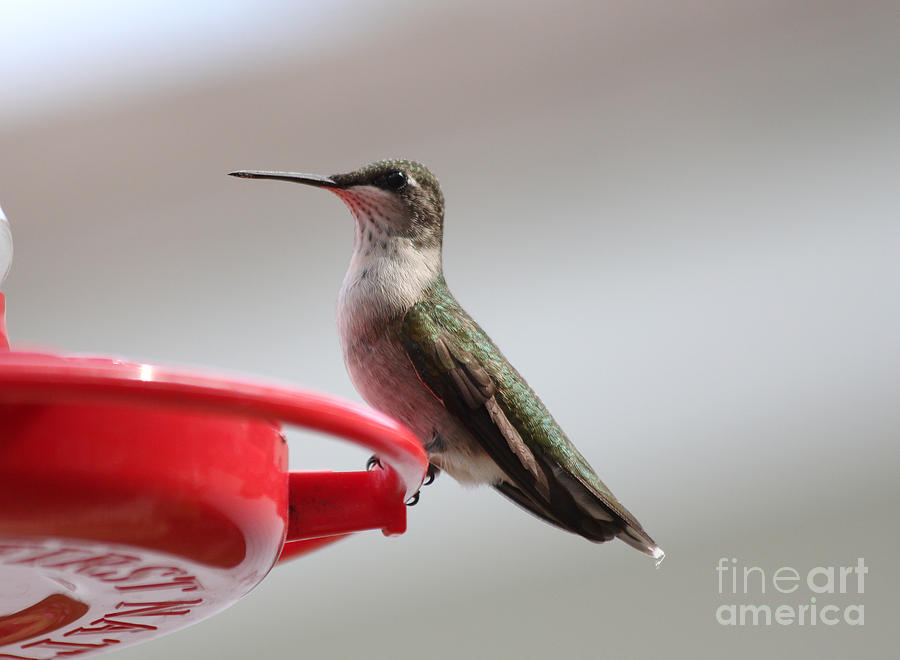 Bird Photograph - Hummingbird #3 by Lori Tordsen