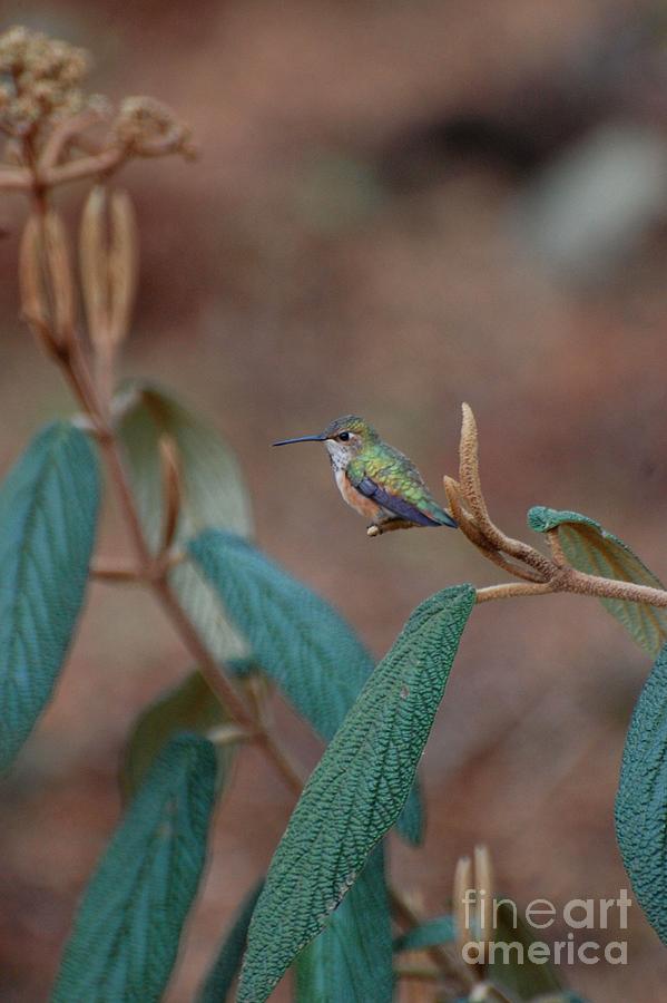 Hummingbird Photograph - Hummingbird by Marsha Thornton Hummingbird Photograph - Hummingbird by Marsha Thornton