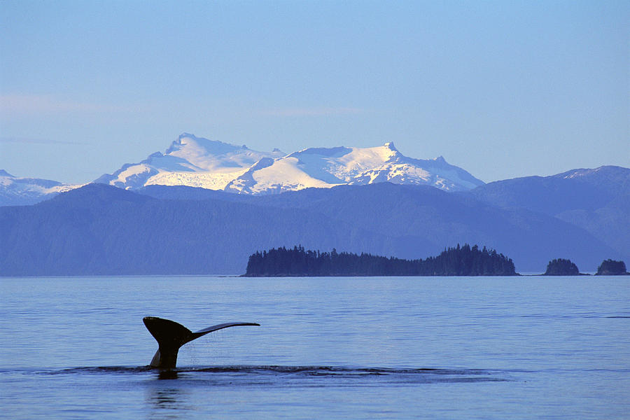 Humpback Whale Fluke Photograph by John Hyde - Printscapes - Fine Art ...