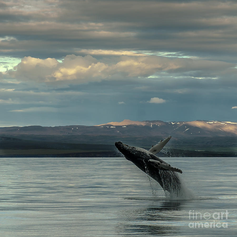 Humpback Whale #3 Photograph by Jorgen Norgaard