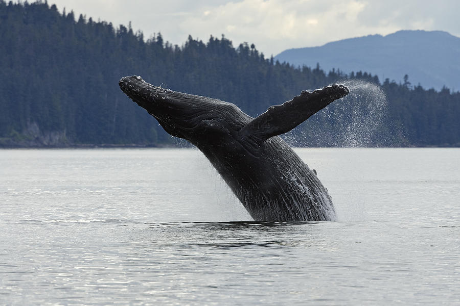 Humpback Whale Megaptera Novaeangliae #3 Photograph by Konrad Wothe