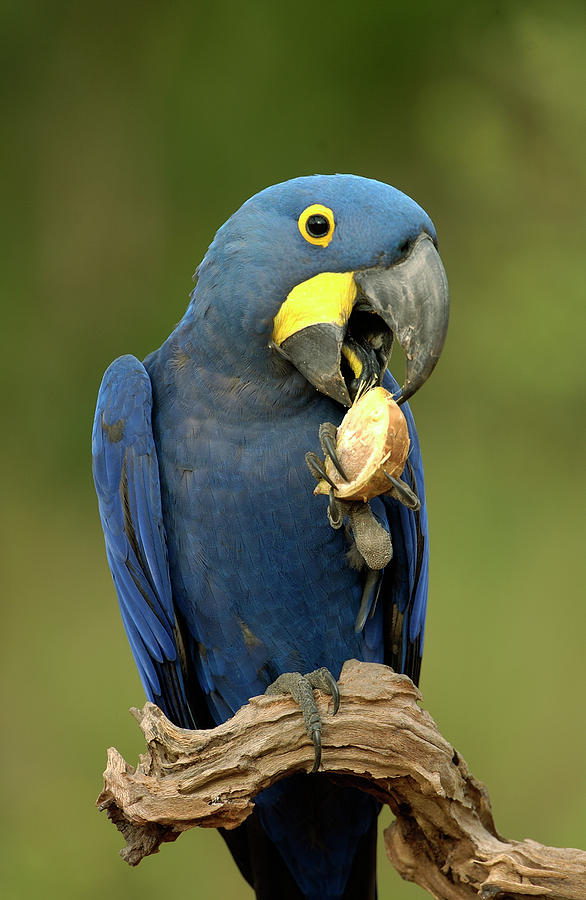 Hyacinth Macaw Anodorhynchus #3 Photograph by Pete Oxford