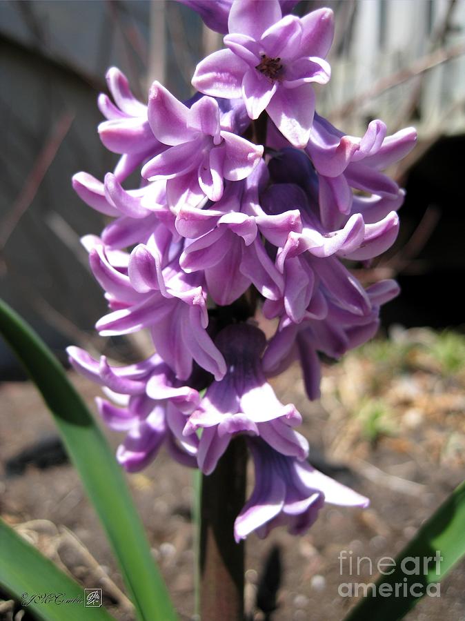 Nature Photograph - Hyacinth named Splendid Cornelia #3 by J McCombie