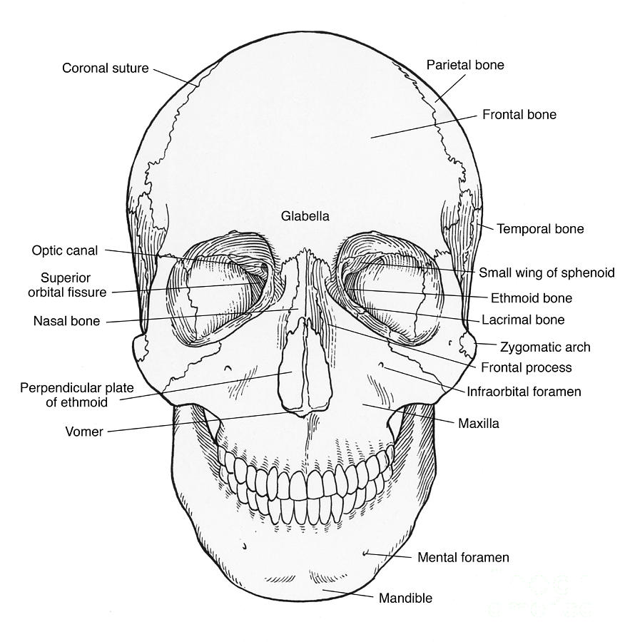 anatomy-of-the-skull-anterior-view-labelled-lupon-gov-ph