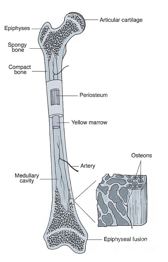 Illustration Of Bone Structure Photograph by Science Source - Pixels