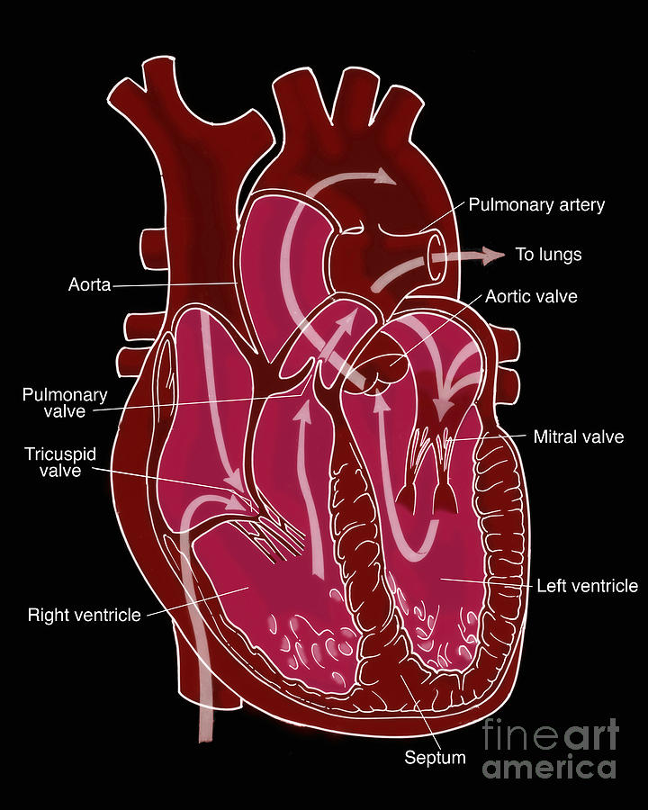Illustration Of Coronary Circulation #3 Photograph by Science Source