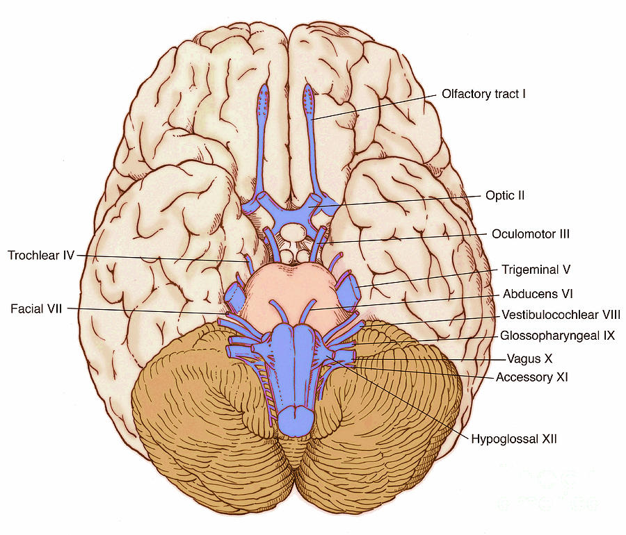 Illustration Of Cranial Nerves #3 Photograph by Science Source
