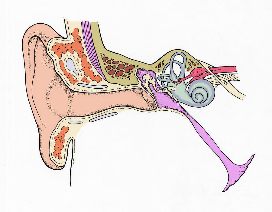 Illustration Of Ear Anatomy #3 Photograph by Science Source