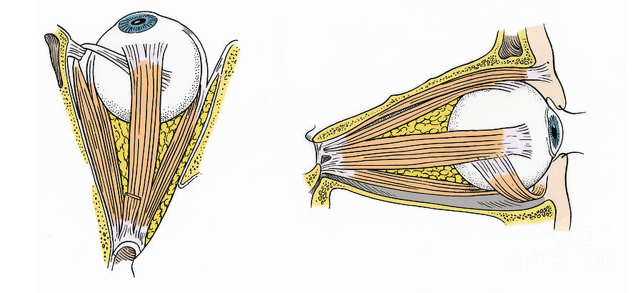 Illustration Of Eye Muscles #3 Photograph by Science Source