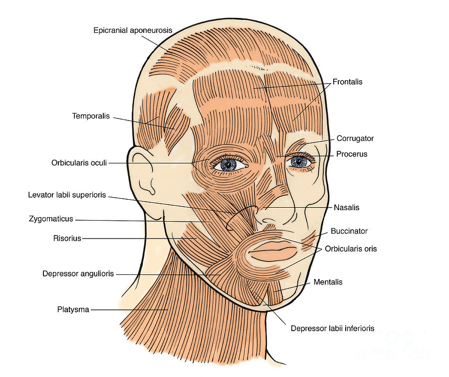 Illustration Of Facial Muscles #3 Photograph by Science Source