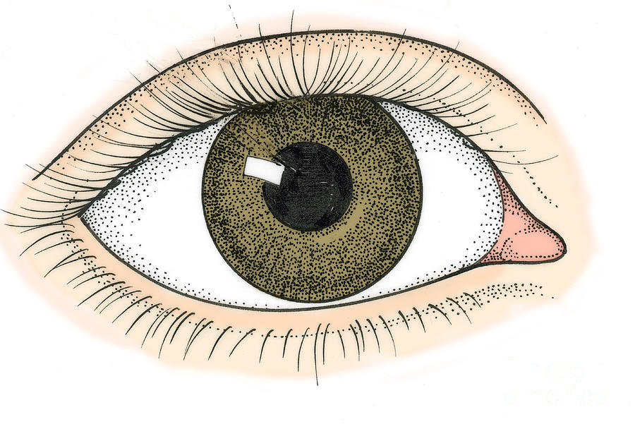 Illustration Of Human Eye Photograph By Science Source Fine Art America